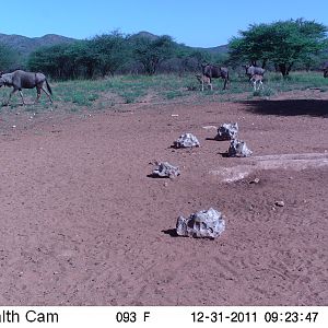 Trail Camera Namibia