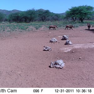 Trail Camera Namibia