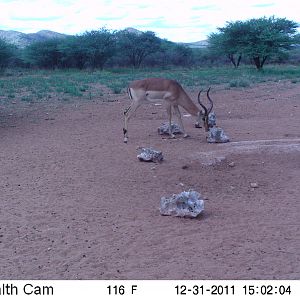 Trail Camera Namibia