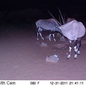 Trail Camera Namibia