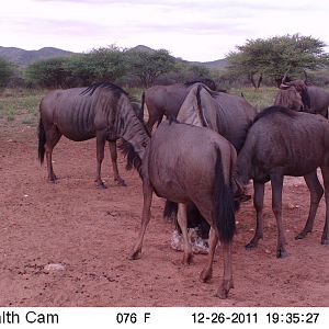 Trail Camera Namibia