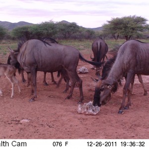 Trail Camera Namibia