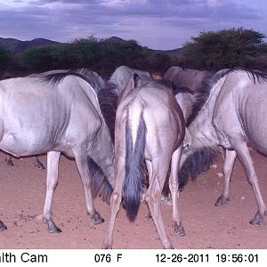 Trail Camera Namibia