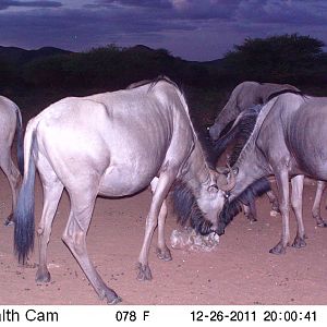 Trail Camera Namibia