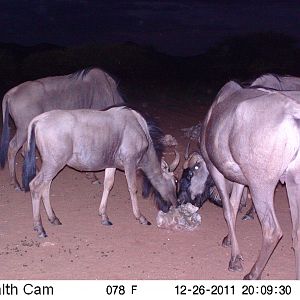 Trail Camera Namibia