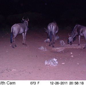 Trail Camera Namibia