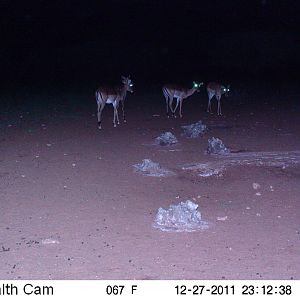 Trail Camera Namibia