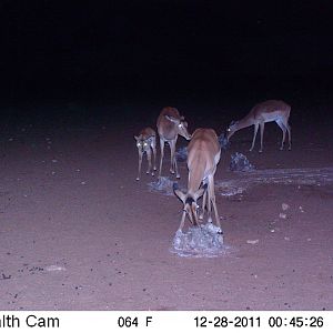 Trail Camera Namibia