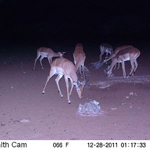 Trail Camera Namibia