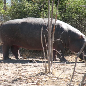 Hippo