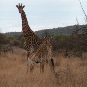 Giraffe