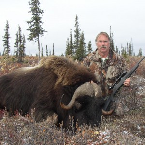 Musk ox