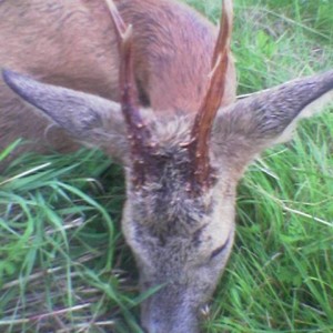 Roebuck