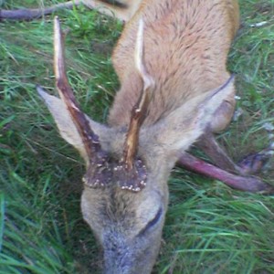 Roebuck