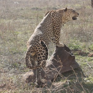 Leopard Full Mount