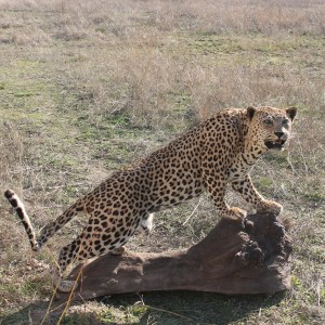 Leopard Full Mount