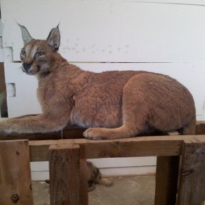 Caracal