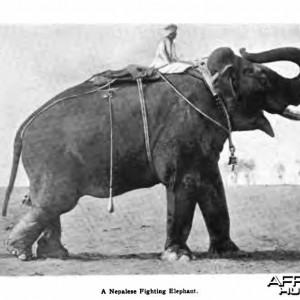 Nepalese Fighting Elephant