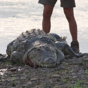Crocodile Mozambique