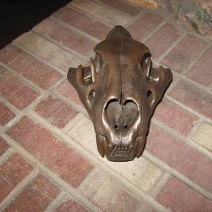 different angle of skull,pic's dont do it justice