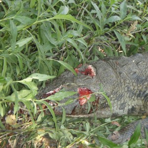 Shot Placement Crocodile