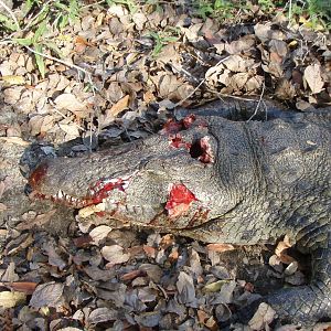 Shot Placement Crocodile