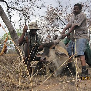 Hunting eland in Tanzania - Liwale