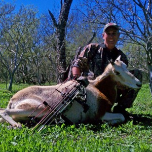 Scimitar-horned Oryx