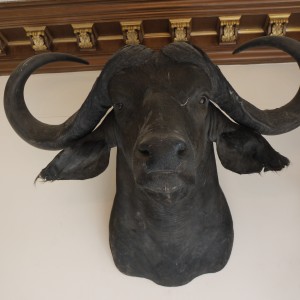 Buffalo