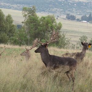 Fallow Deer