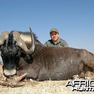 Motsomi Safaris - Black wildebeest