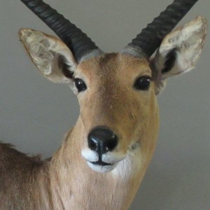 Reedbuck Close Up