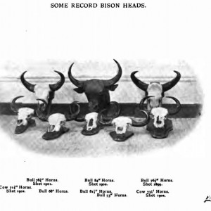 record bison heads