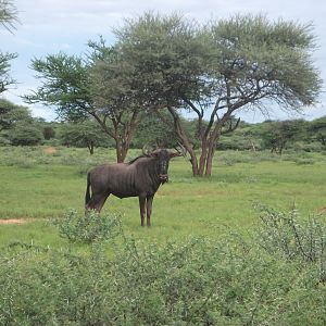 Blue Wildebeest Namibia