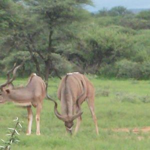 Greater Kudu Namibia