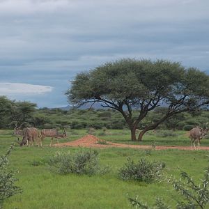 Greater Kudu Namibia