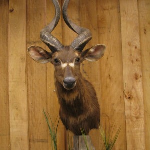 African Taxidermy