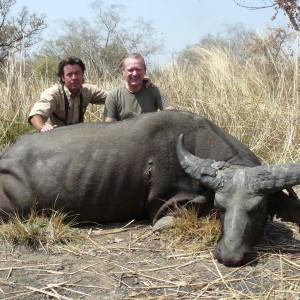 West African Savannah Buffalo hunted in Benin with Club Faune