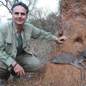 Blue Duiker hunted hunted in Central Africa with Club Faune