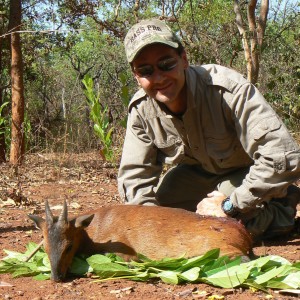 Red-Flanked Duiker hunted in Central Africa with Club Faune