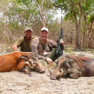 Red River Hog and Warthog hunted in Central Africa with Club Faune