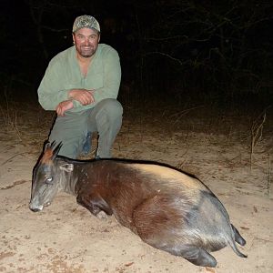 Yellow-Backed Duiker hunted in Central Africa with Club Faune