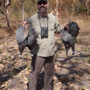 Guineafowls hunted in Central Africa with Club Faune