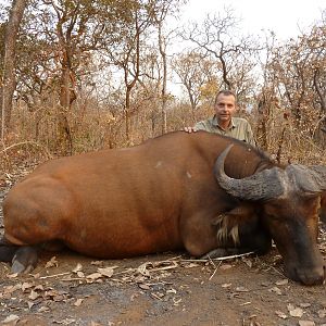 Central African Savannah Buffalo hunted in Central Africa with Club Faune