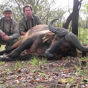 Central African Savannah Buffalo hunted in Central Africa with Club Faune