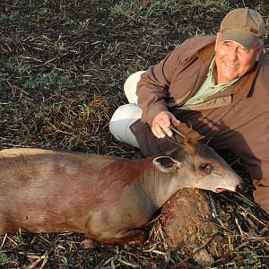 Yellow-Backed Duiker hunted in Central Africa with Club Faune