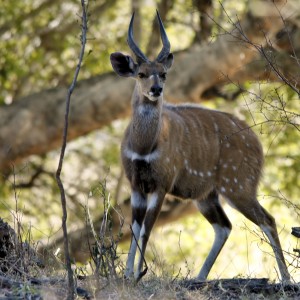 Bushbuck