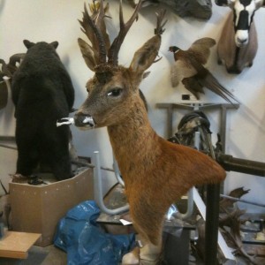 Roebuck from Scotland