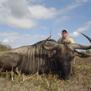 Blue Wildebeest