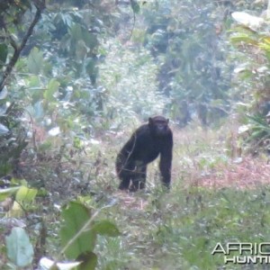 Chimpanzee in Congo